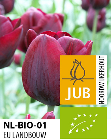 X 100 BIO TULIPA RONALDO 11/12
