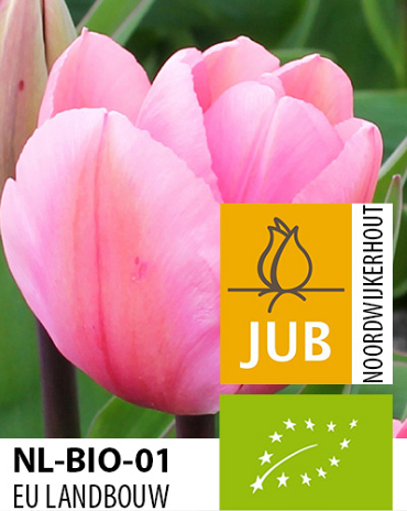 X 100 BIO TULIPA BIG LOVE 11/12