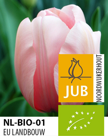 X 100 BIO TULIPA SALMON IMPRESSION 11/12