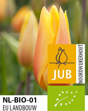 X 100 BIO TULIPA BLUSHING LADY 11/12