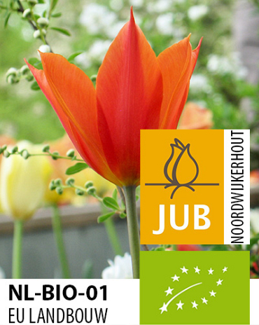 X 100 BIO TULIPA BALLERINA 11/12