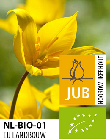 X 100 BIO TULIPA SYLVESTRIS 5/+