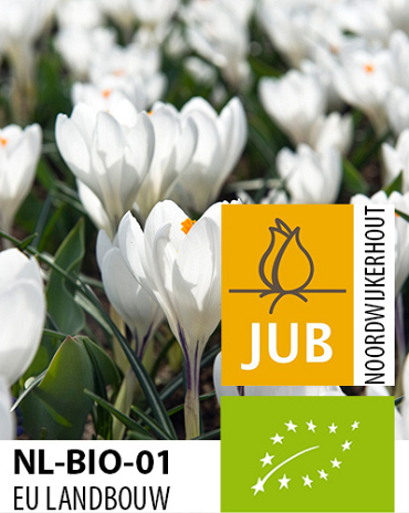 X 100 BIO CROCUS JEANNE DARC 7/8