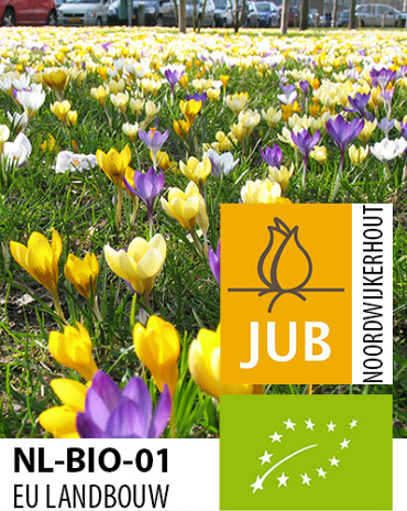 X 100 BIO CROCUS SPECIES MIX 5/+