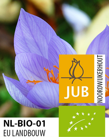 X 100 BIO CROCUS SP. SATIVUS 7/+