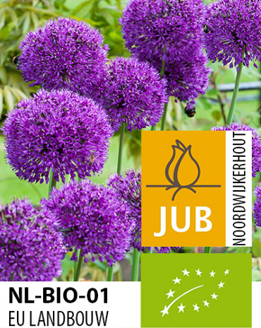 X   50 BIO ALLIUM PURPLE SENSATION 10/12