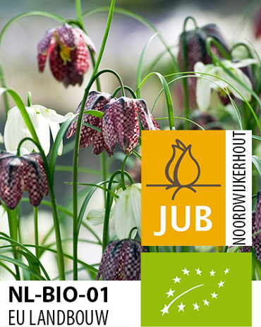 X 100 BIO FRITILLARIA MELEAGRIS 5/+