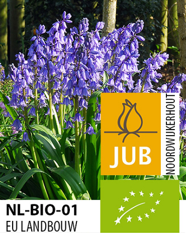 X 100 BIO HYACINTHOIDES EXCELSIOR 10/+