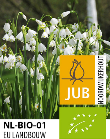 X   50 BIO LEUCOJUM GRAVETYE GIANT 10/12