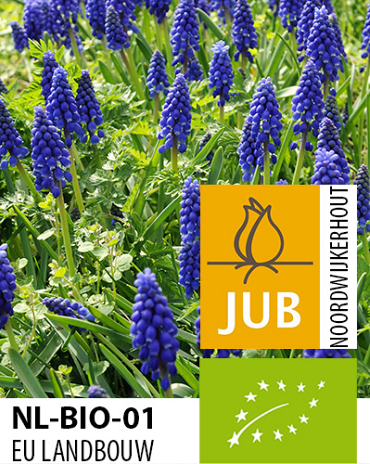 X 100 BIO MUSCARI ARMENIACUM 7/8