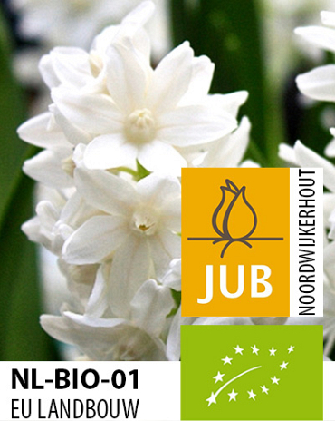 X 100 BIO PUSCHKINIA LIBANOTICA ALBA 5/6