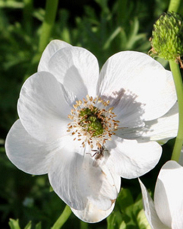 X 100 ANEMONE CORONARIA BRIDE 5/6