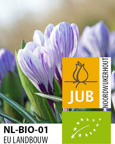 X 100 BIO CROCUS KING OF THE STRIPED 7/8
