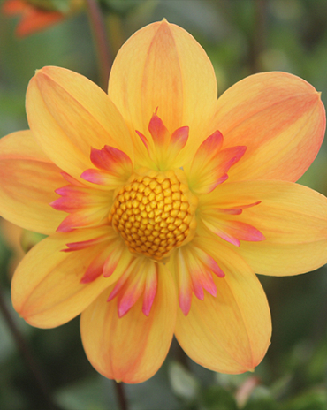 X 10 DAHLIA KELSEY ANNIE JOY I