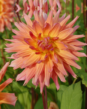 X 10 DAHLIA OMEGA I