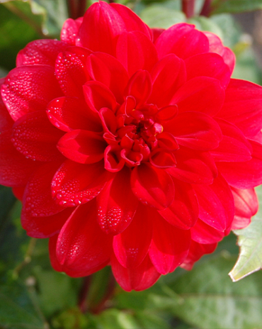X 10 DAHLIA GALLERY SINGER I