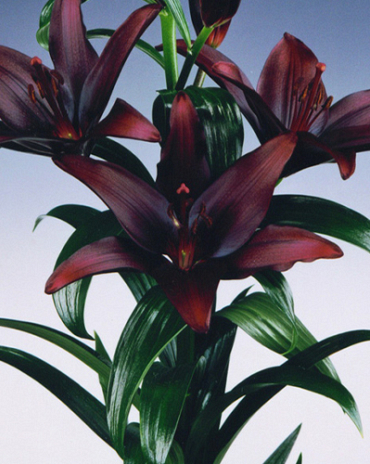 X 50 LILIUM LANDINI 14/16