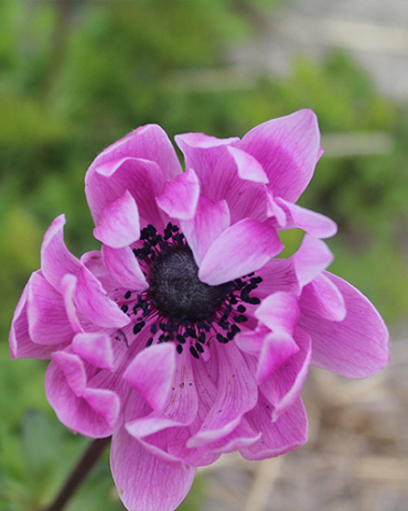 X 100 ANEMONE CORONARIA SYLPHIDE 5/6