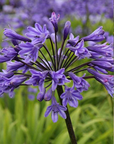 X 25 AGAPANTHUS BLACK BUDDHIST 1/2