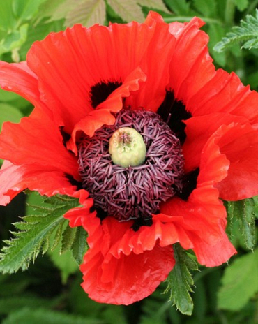 X 25 PAPAVER TURKENLOUIS I