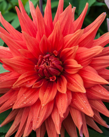 X 10 DAHLIA COLOR SPECTACLE I