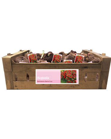 X 40 BEGONIA SANTA CRUZ INCL. LABEL 24/28