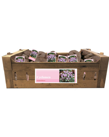 X 30 CYCLAMEN HEDERIFOLIUM INCL. LABEL 35/+