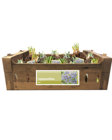 X 20 AGAPANTHUS BLAUW INCL. LABEL TOP
