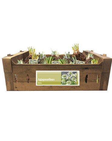 X 20 AGAPANTHUS WIT INCL. LABEL TOP
