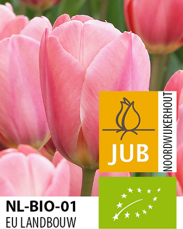 X 100 BIO TULIPA DESIGN IMPRESSION 11/12