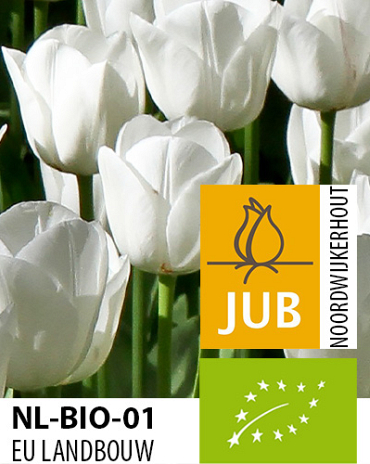 X 100 BIO TULIPA ROYAL VIRGIN 11/12