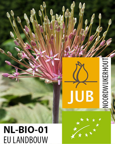 X   25 BIO ALLIUM SCHUBERTII 16/+