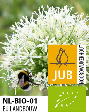 X   25 BIO ALLIUM MOUNT EVEREST 16/+