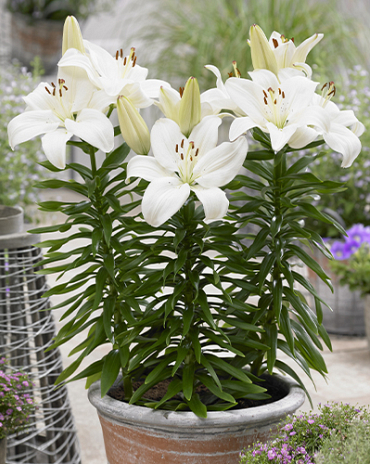 X 50 LILIUM GWEN 14/16