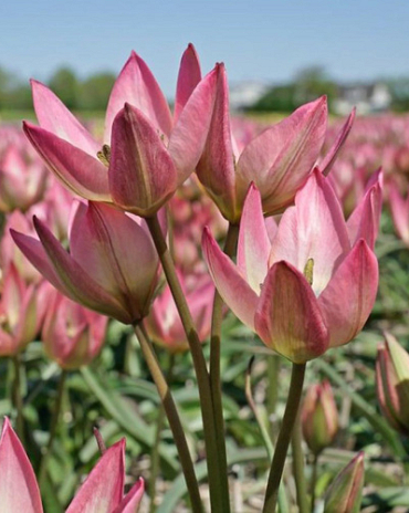 X 250 TULIPA DANIQUE 6/+