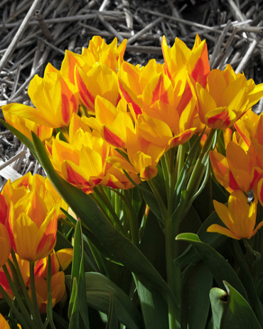 X 100 TULIPA HEWERI 9/+