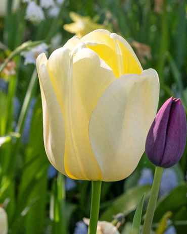 X 100 TULIPA IVORY FLORADALE 12/+