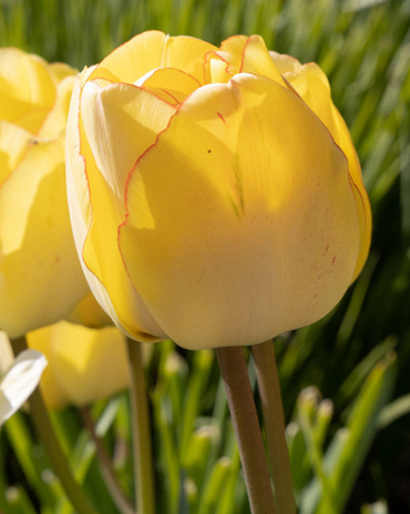 X 100 TULIPA AKEBONO 11/12