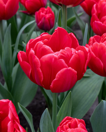 X 100 TULIPA RED FOXTROT 12/+