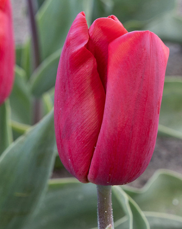 X 100 TULIPA RED PARADISE 11/12
