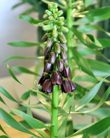 X   25 FRITILLARIA PERSICA PURPLE DYNAMITE 18/20