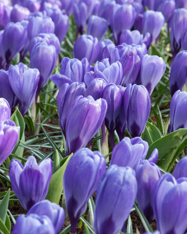 X 100 CROCUS BLUE OCEAN 8/9