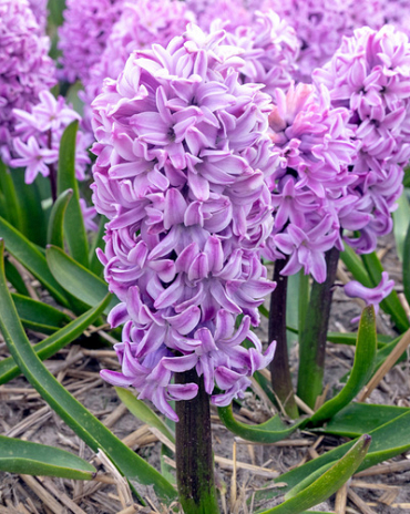 X   50 HYACINTHUS PURPLE VOICE 15/16