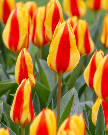 X 100 TULIPA GOUDSTUK 11/12