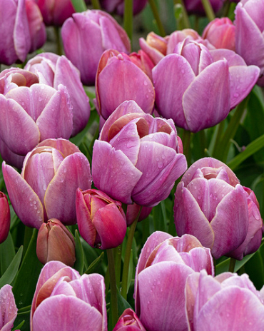 X 100 TULIPA BLUE HEAVEN 11/12