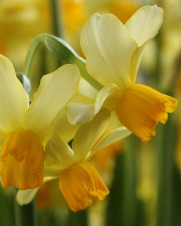 X 100 NARCISSUS EATON SONG 12/14