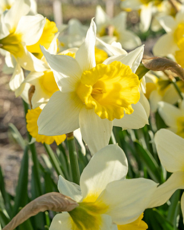 X 100 NARCISSUS FEBRUARY SILVER 12/14