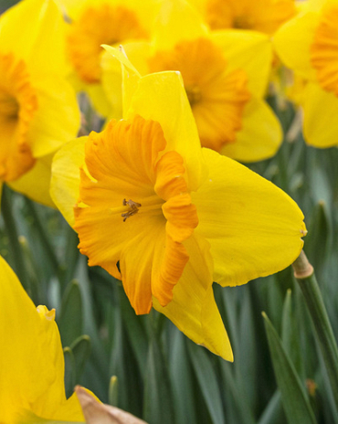 X 100 NARCISSUS PRIDE OF LIONS 12/14