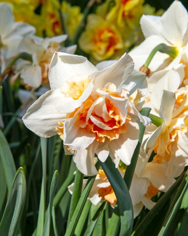 X 100 NARCISSUS REPLETE 12/14