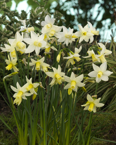 X 100 NARCISSUS TOTO 8/9